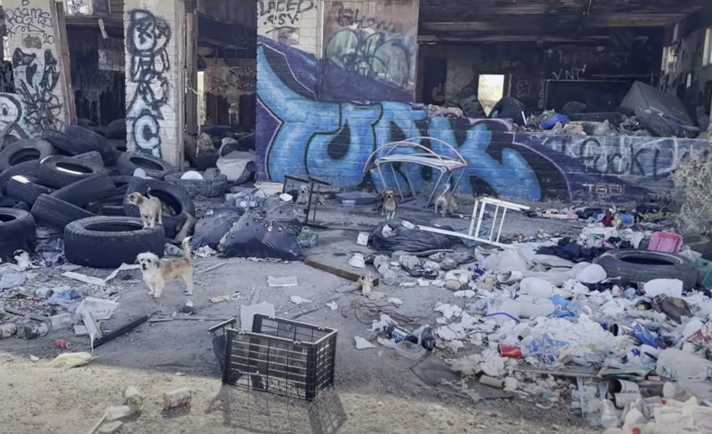 dogs in abandoned hatch in california desert