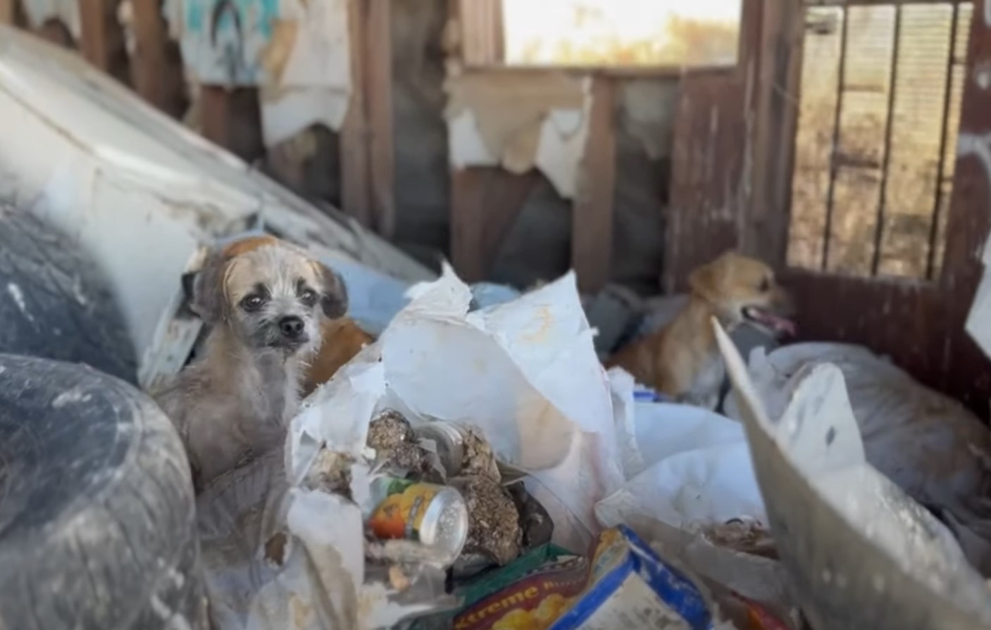 dogs on garbage