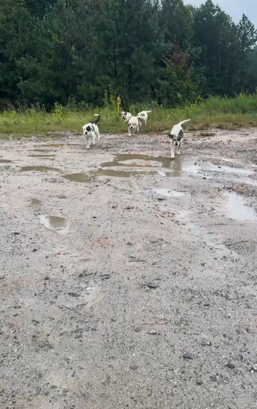 dogs walking through mud