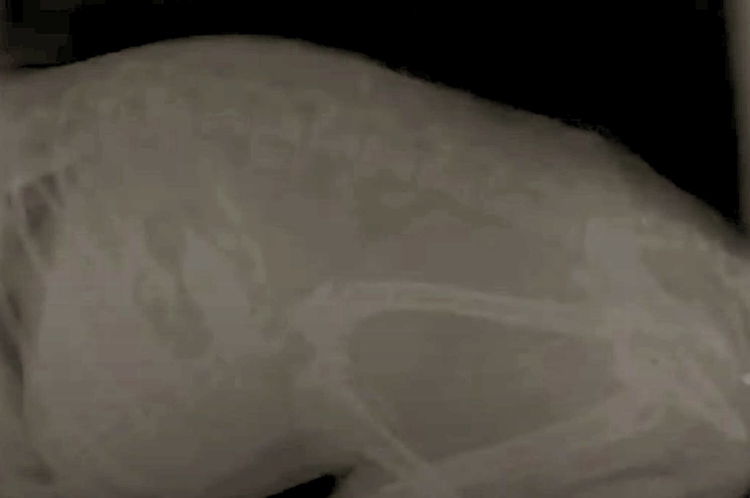 photo of a dog's x-ray