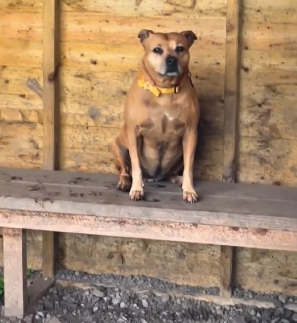 fat dog on a bench