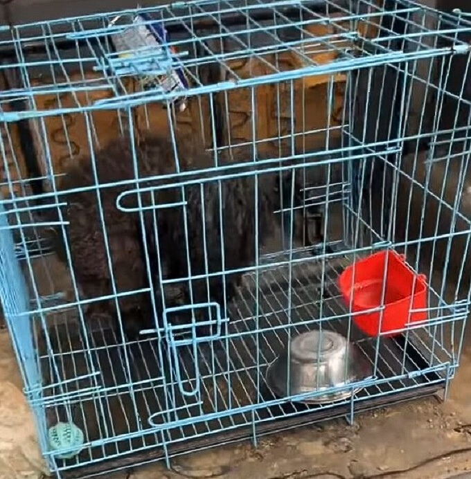 found dog placed in a cage