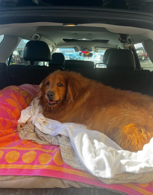 golden retriever lies in the trunk