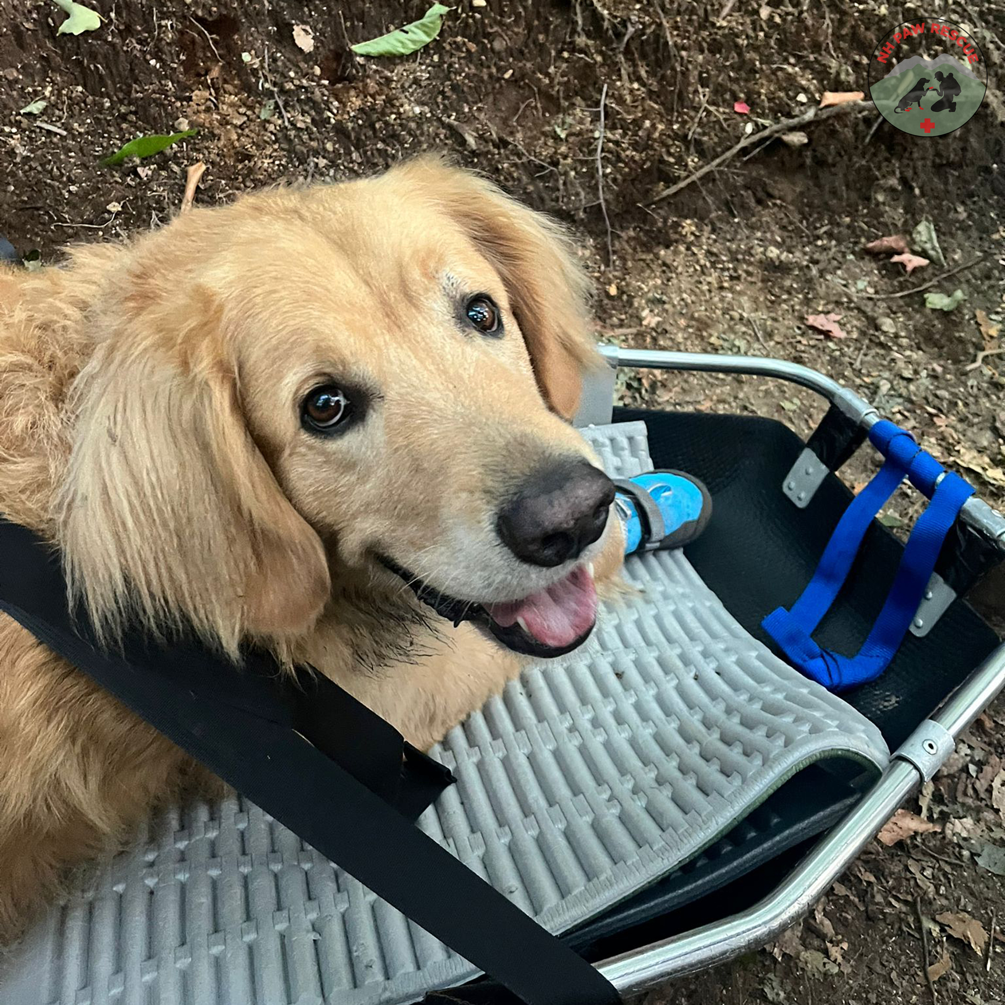 golden retriever on a stretcher