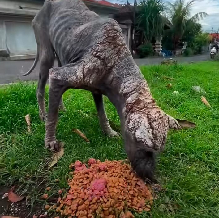 gray stray dog eating