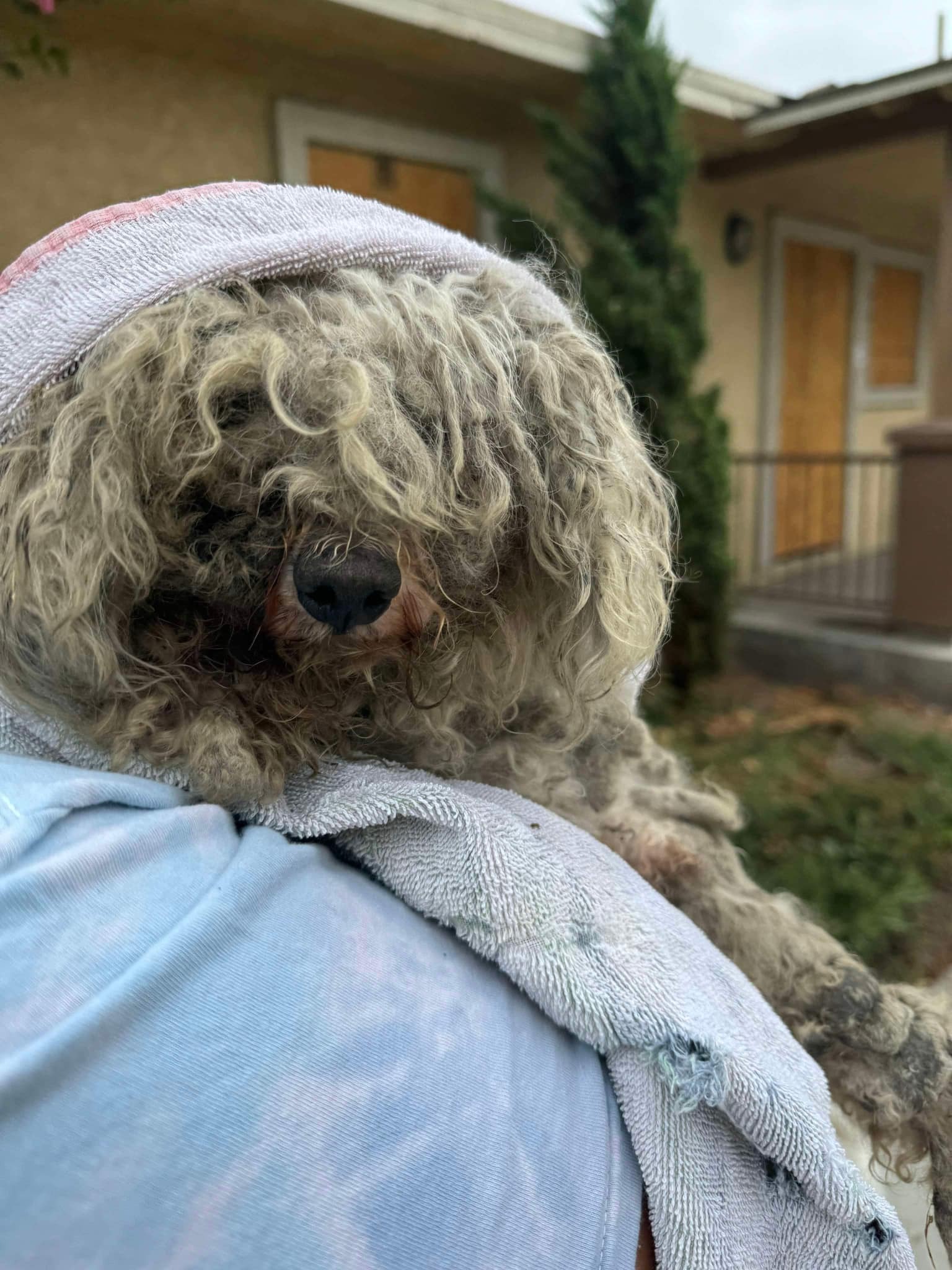 hairy dog in towel carried by human