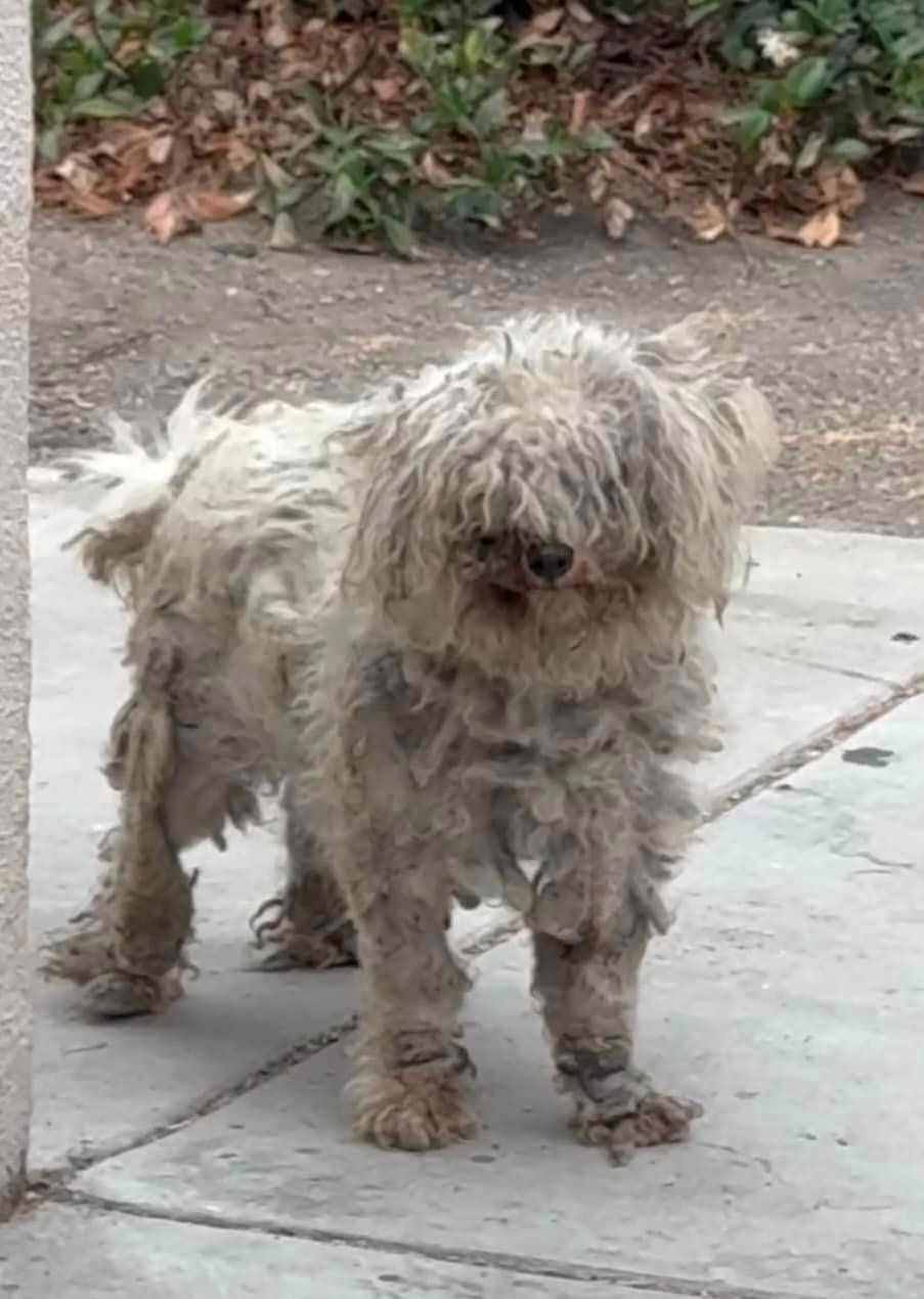 hairy gray dog