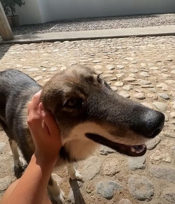 hand petting the dog