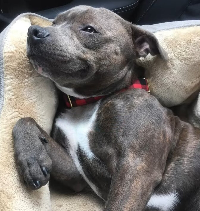 happy black dog laying in car