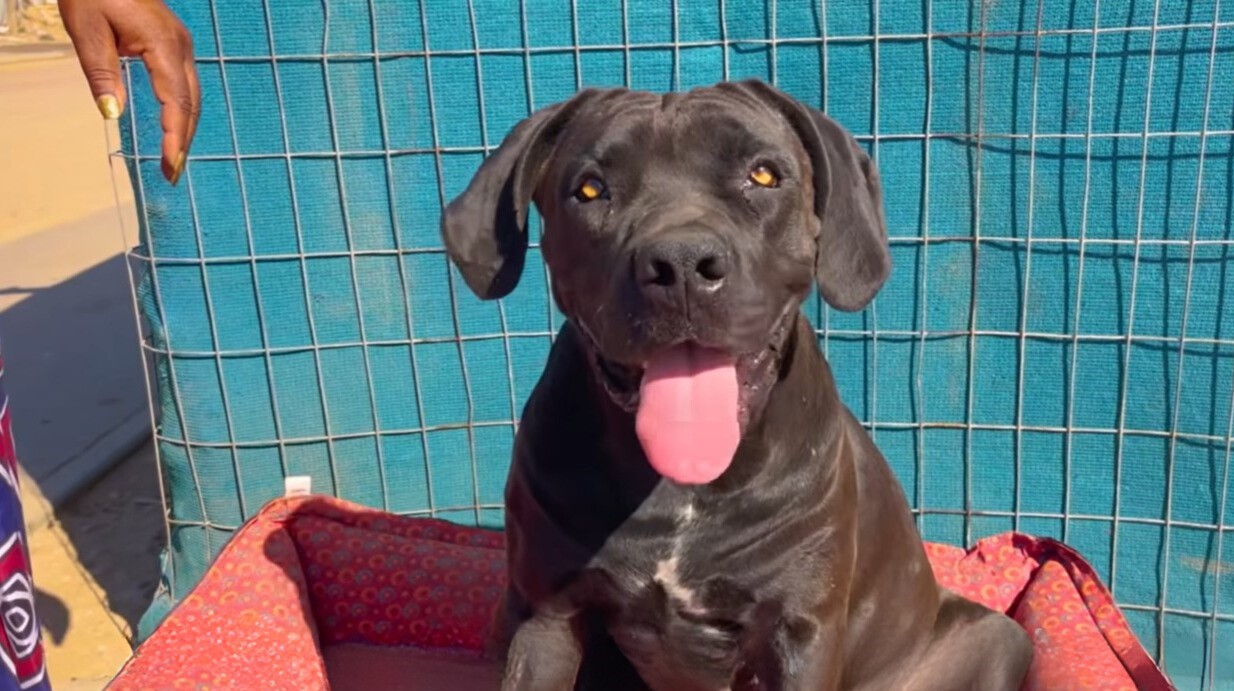 happy black dog with tongue out