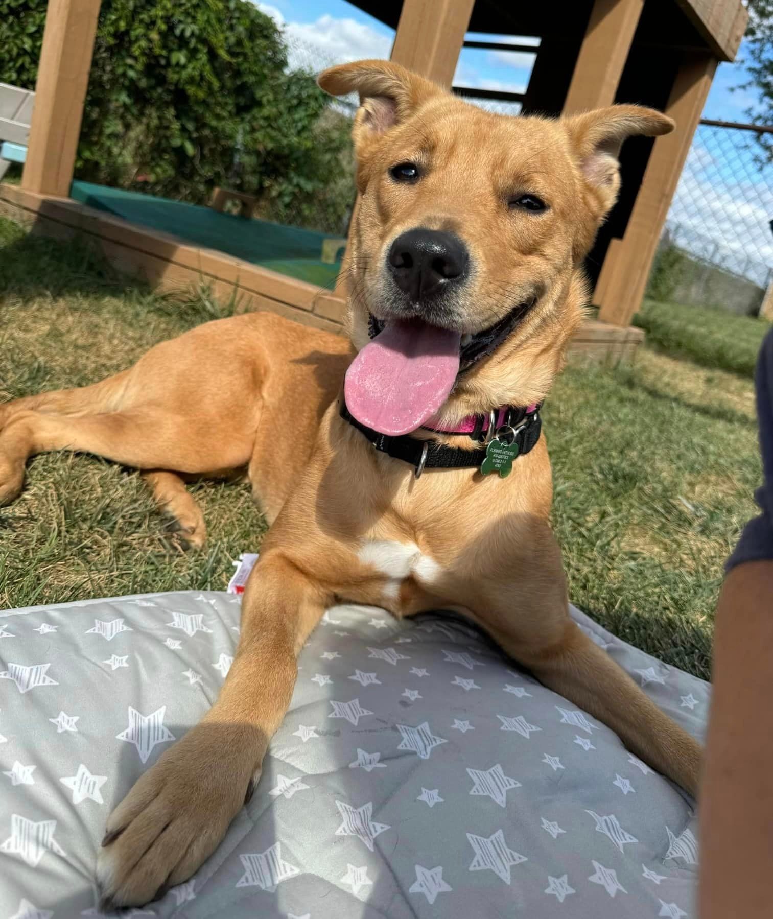 happy dog chilling outdoor on the grass