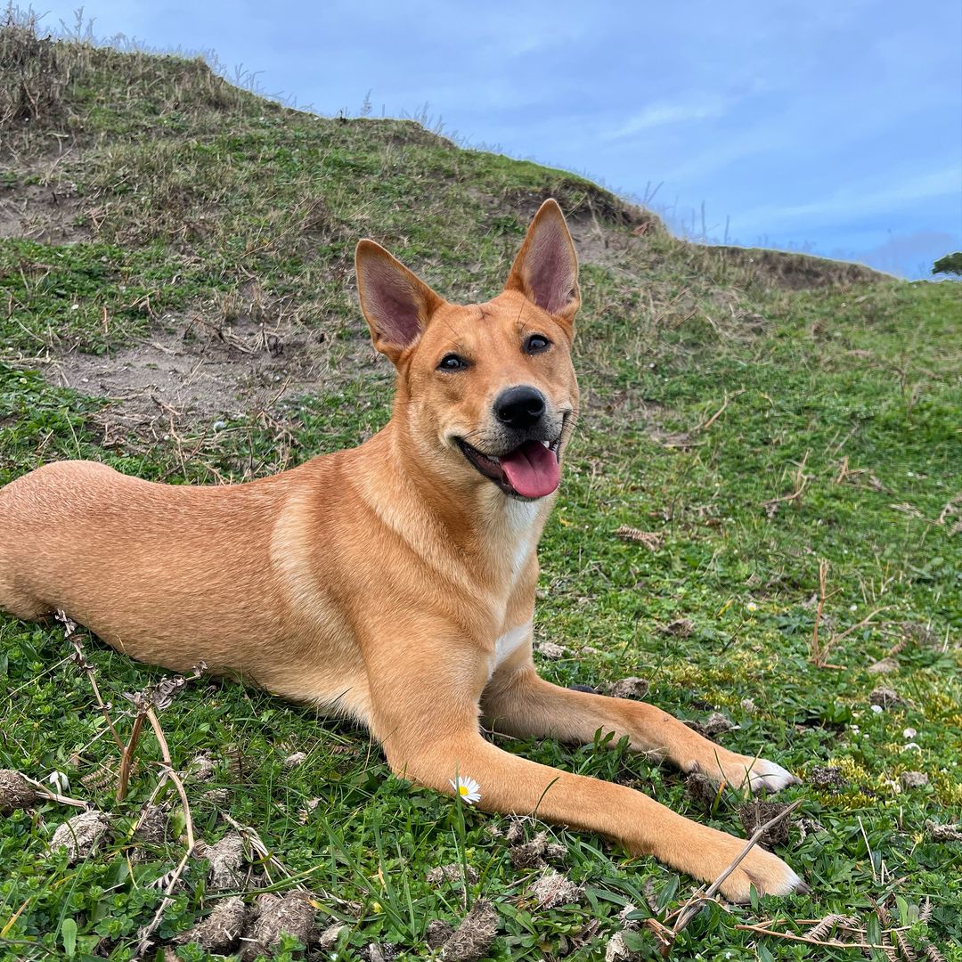 happy dog lying on grass