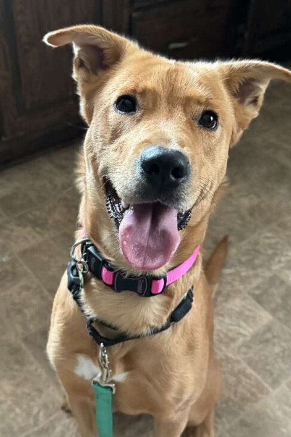 happy dog on the kitchen floor