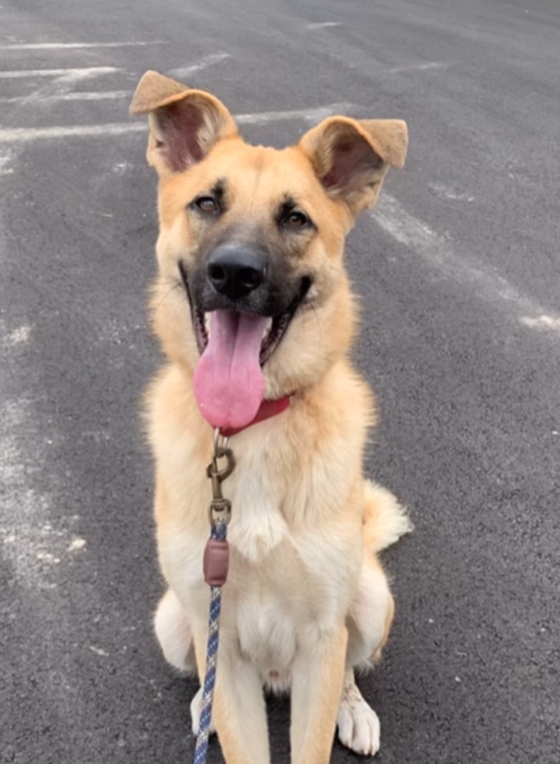 happy dog sitting on the road