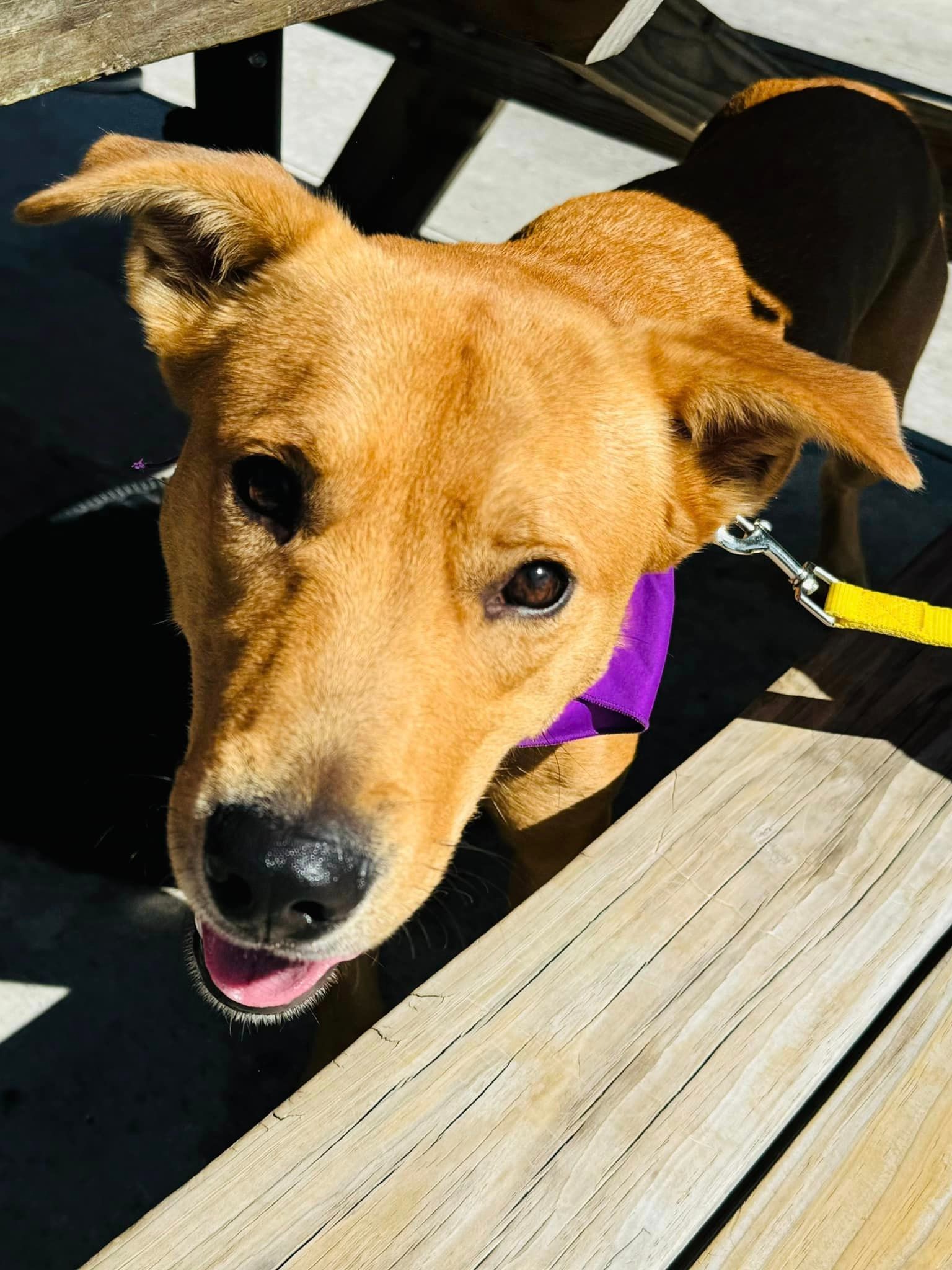 happy dog standing in sun