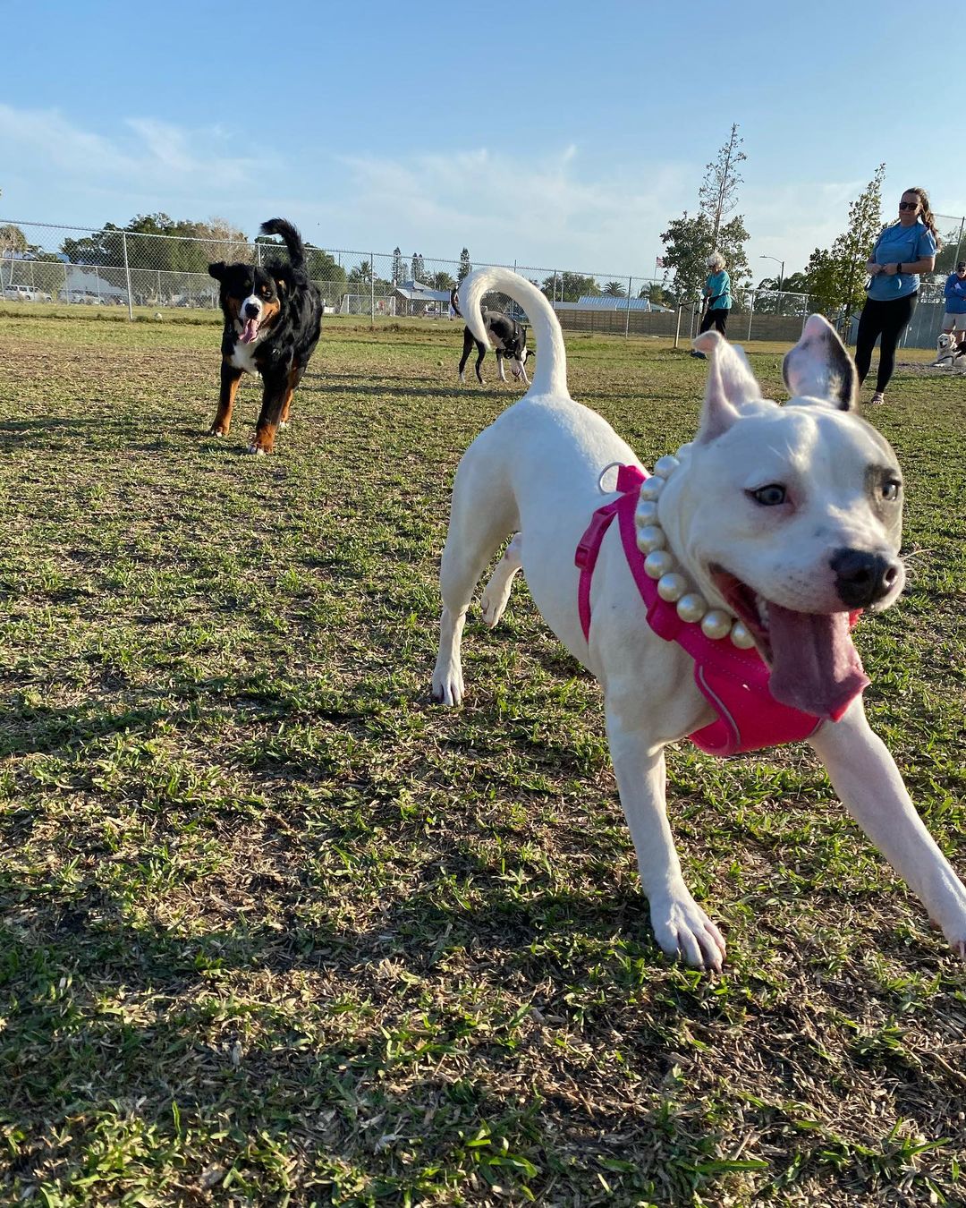 happy dpg running with other dogs on the grass