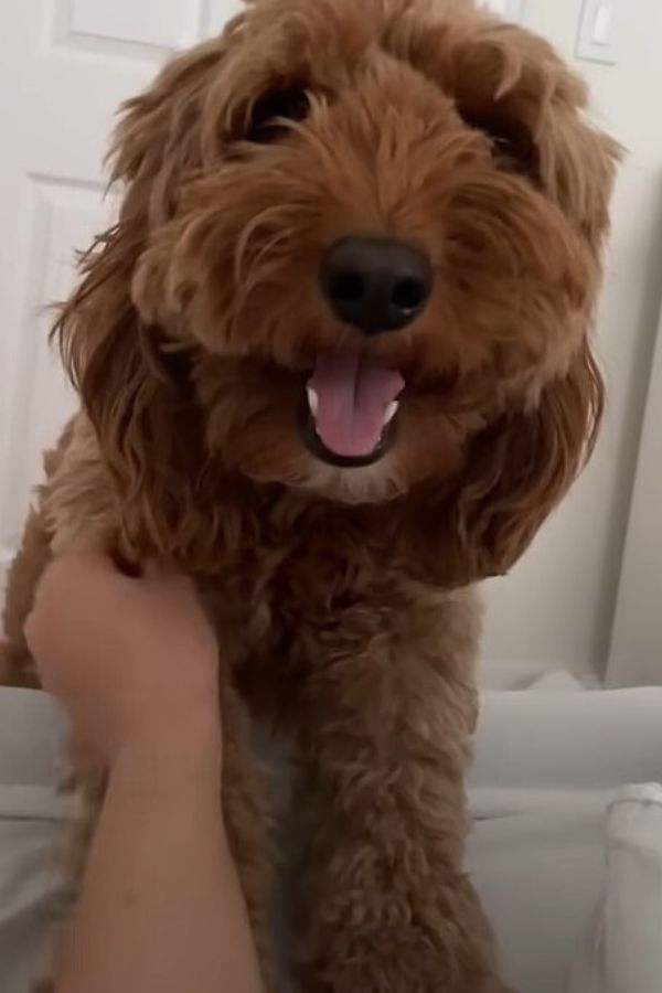 happy goldendoodle