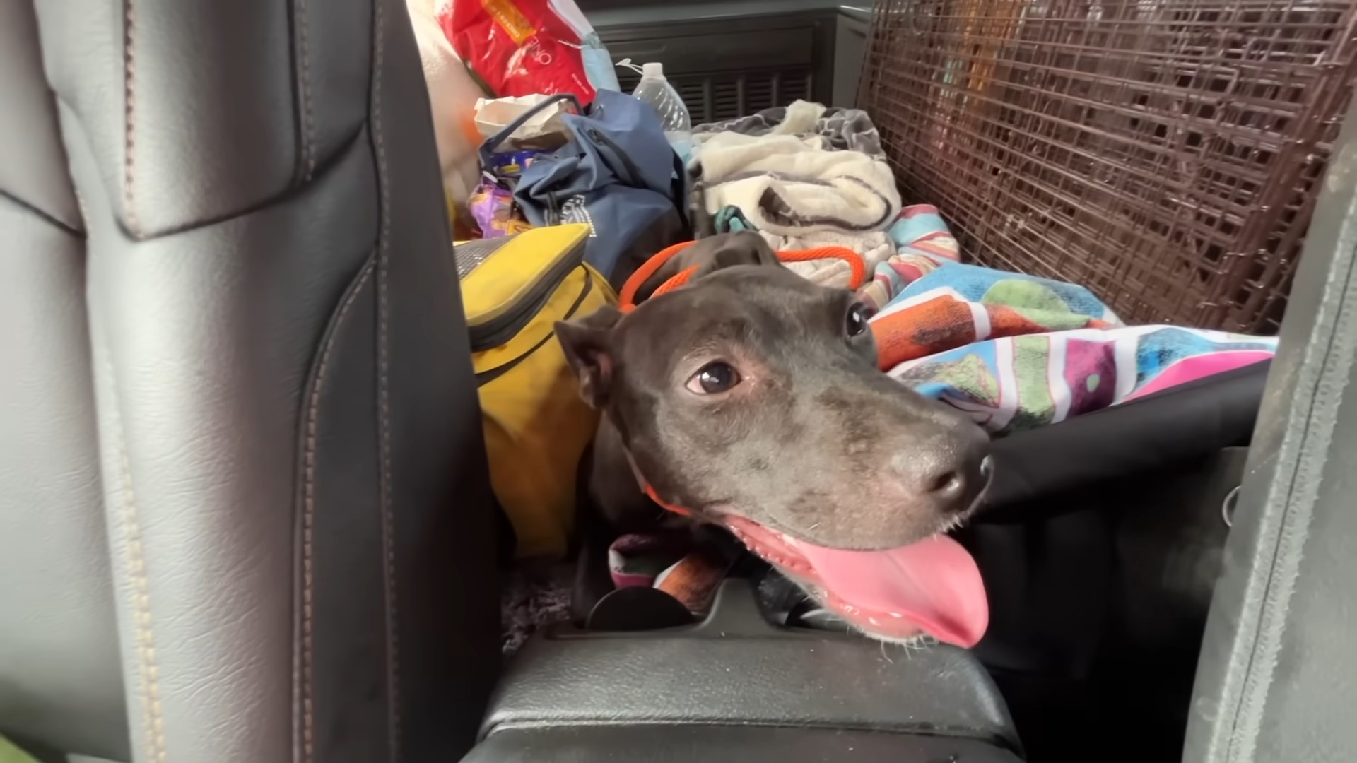 happy pup in a car