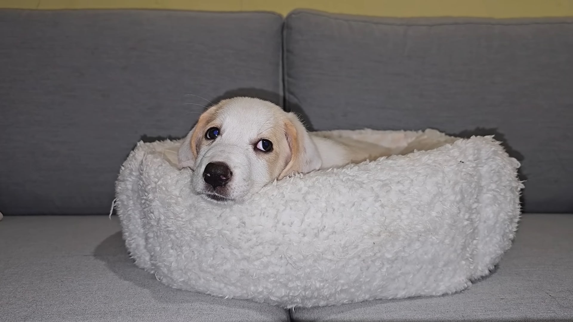 healthy dog laying in bed