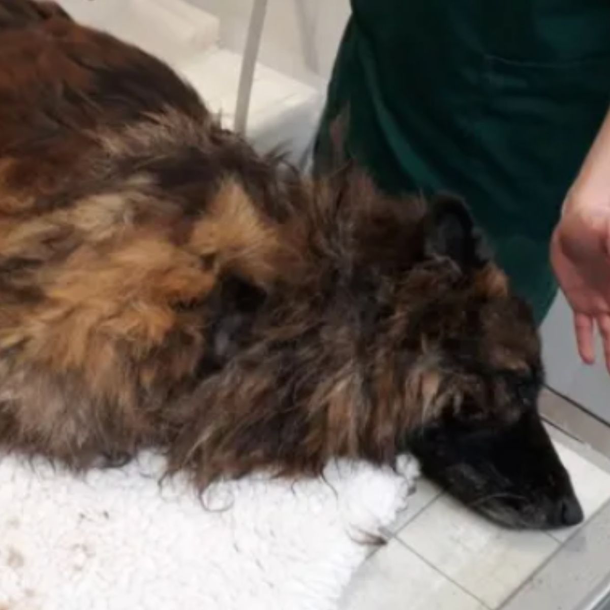 injured belgian shepherd lying at vet table