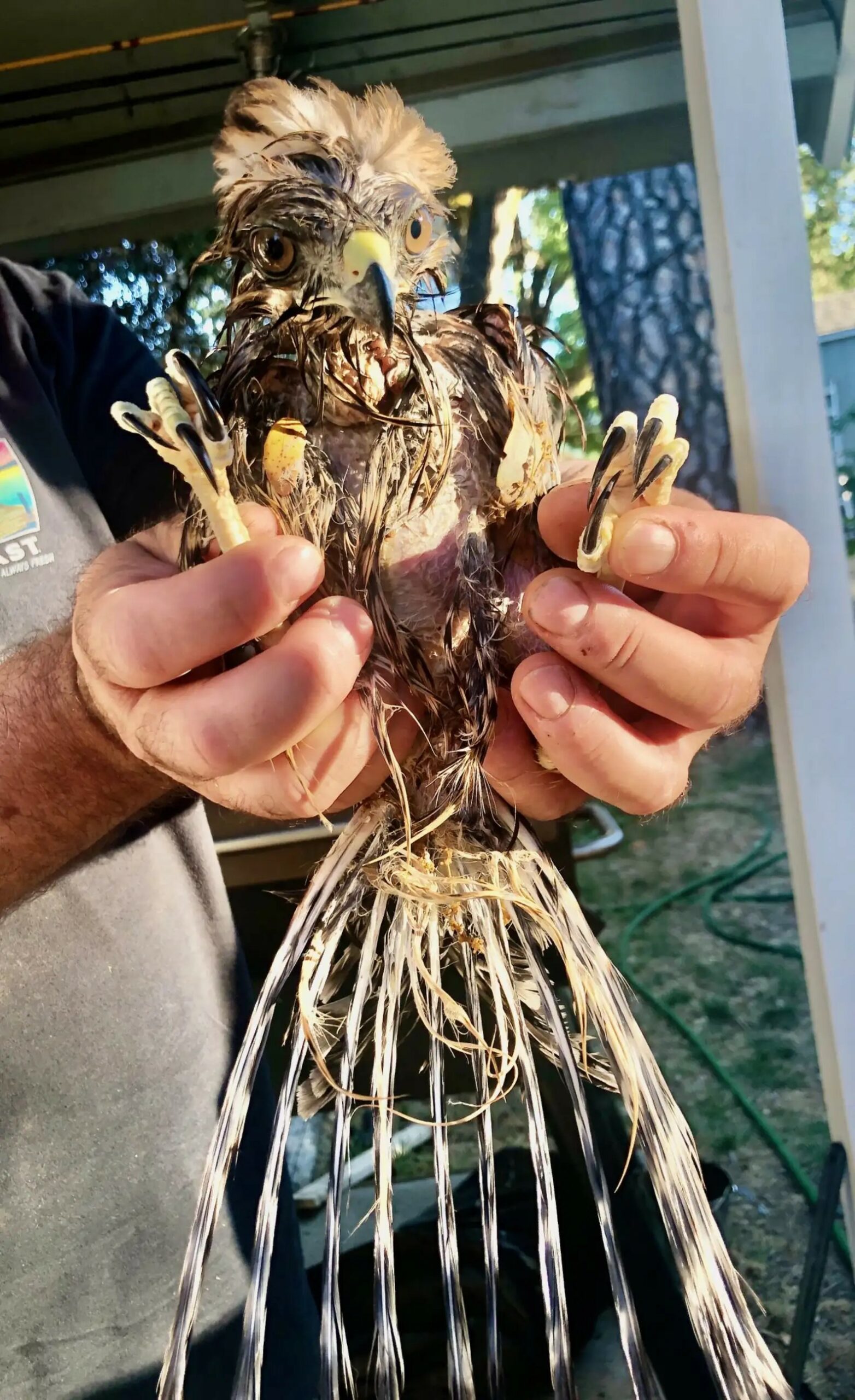 injured bird