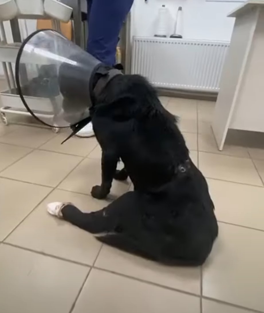 injured black dog with neck collar