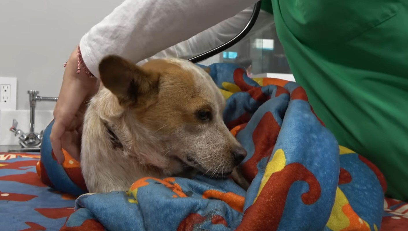 injured dog getting examined