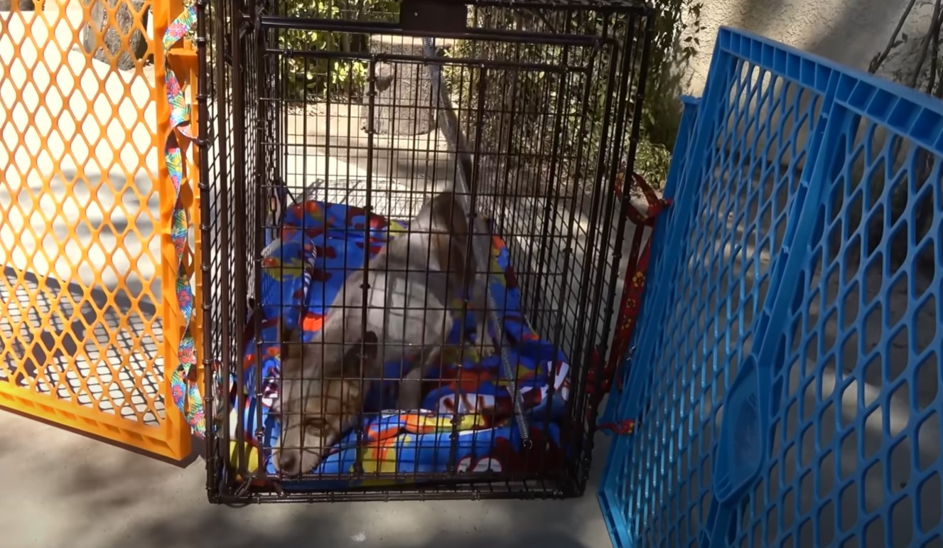 injured dog in a crate