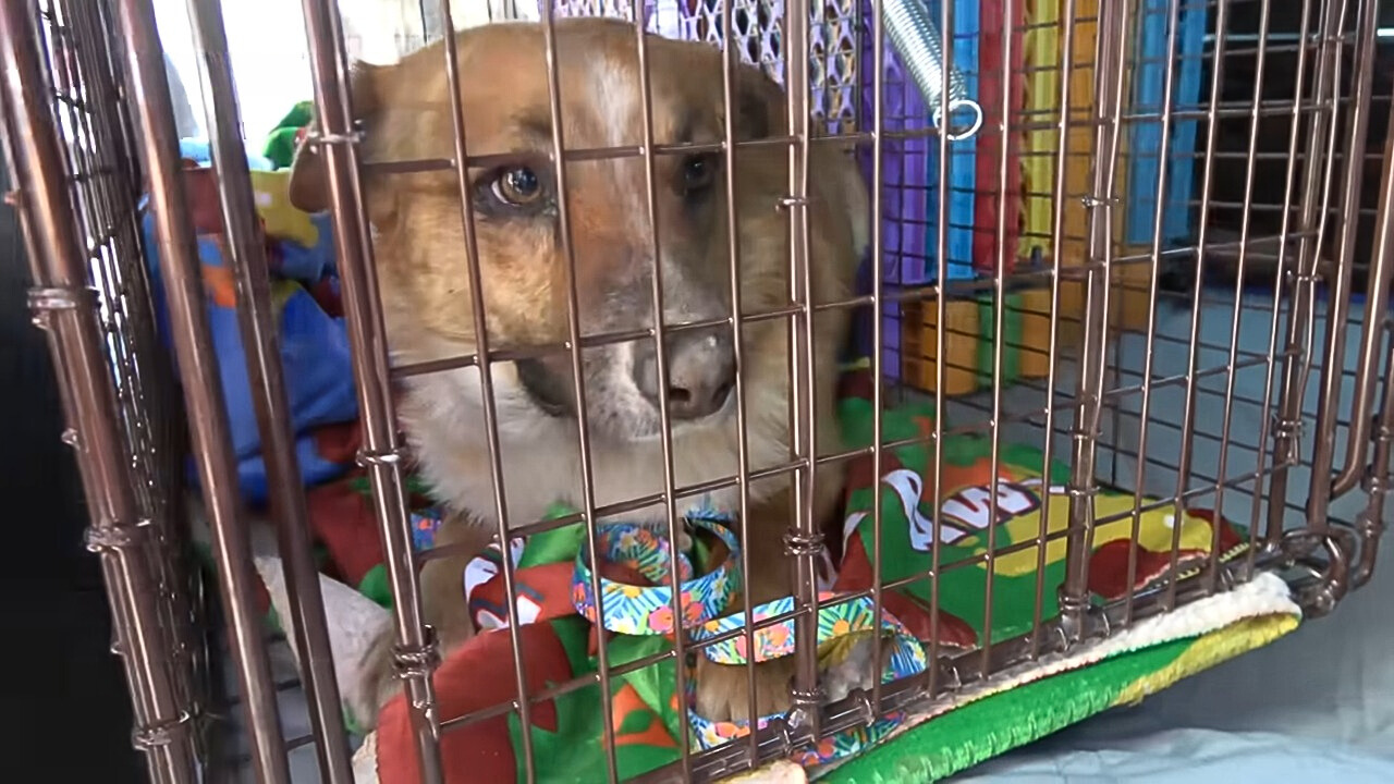 injured dog laying in a box