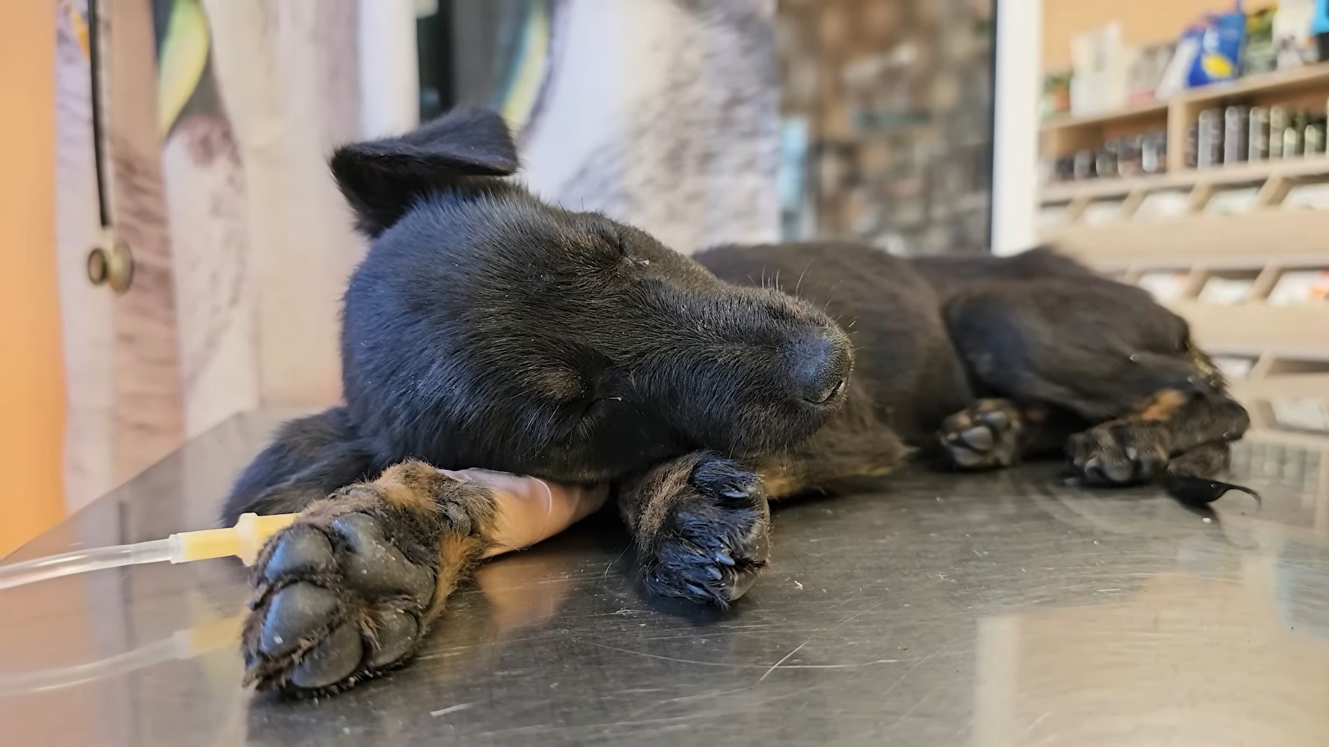 injured dog lying on the table