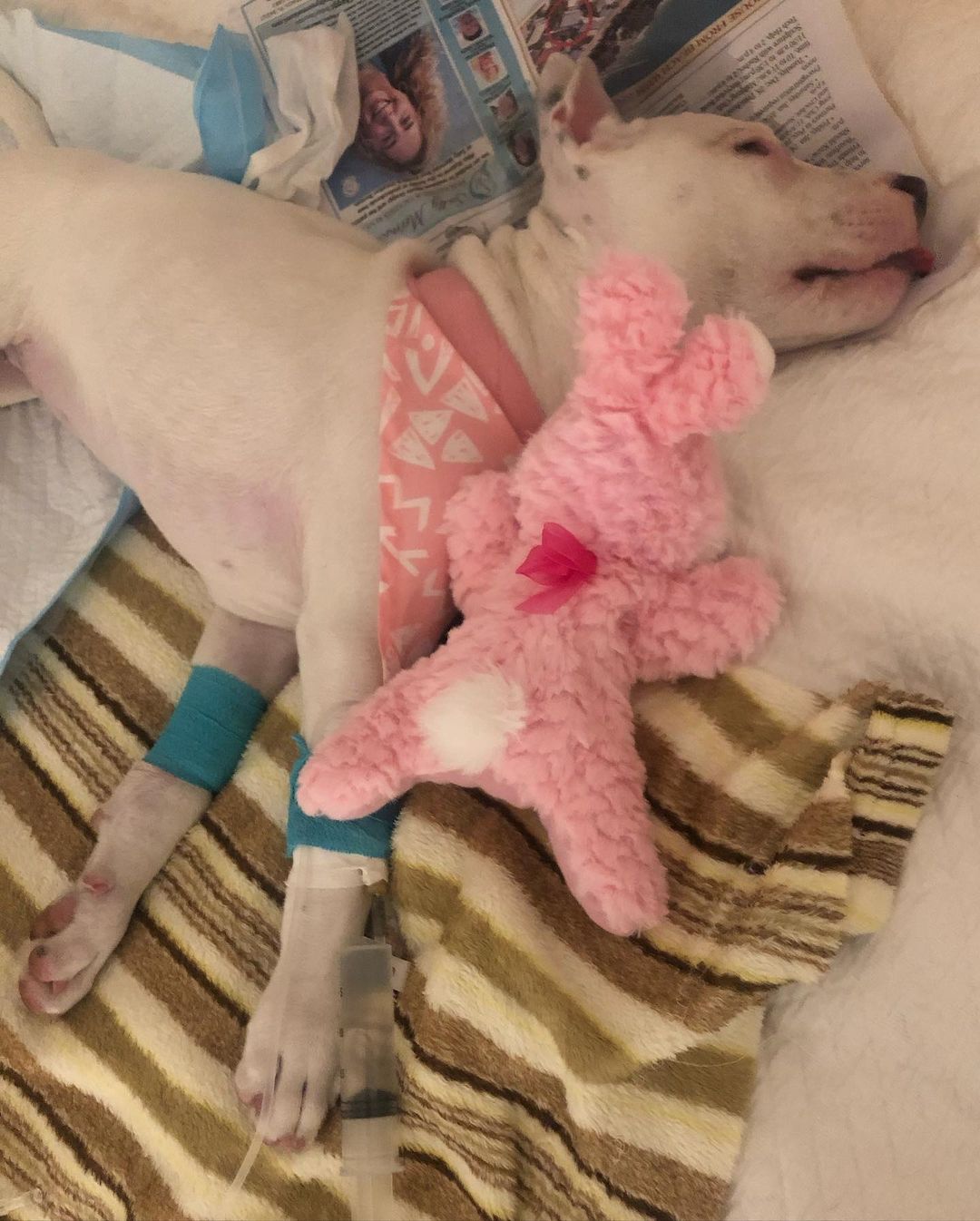 injured dog lying with his toy