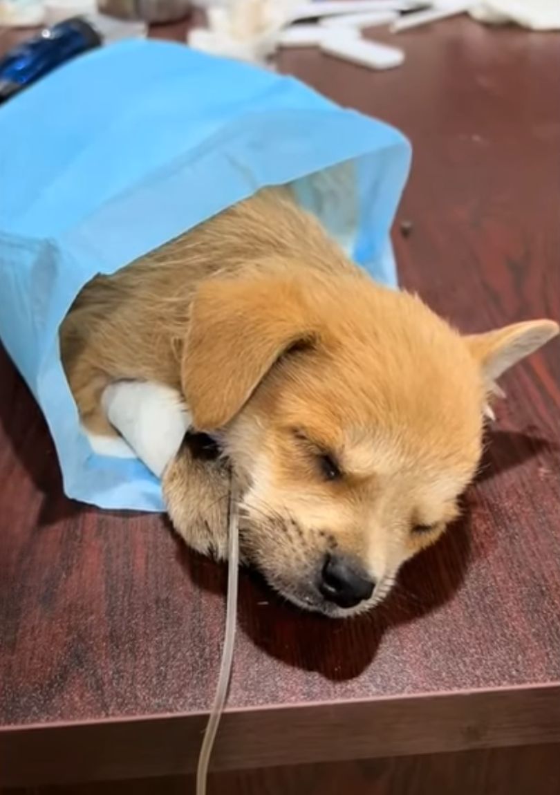 injured dog on the table with infusion