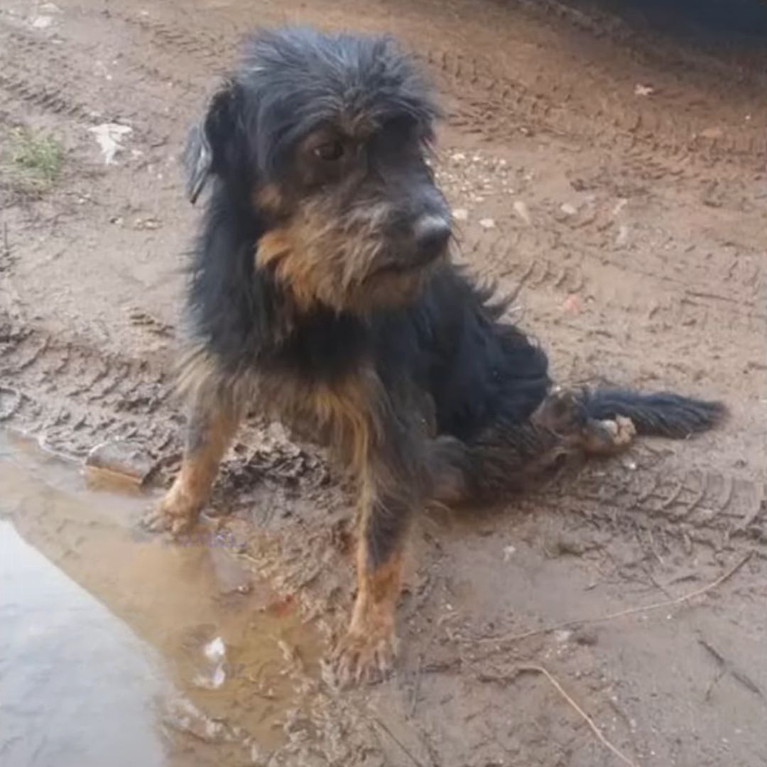 injured dog sitting in mud