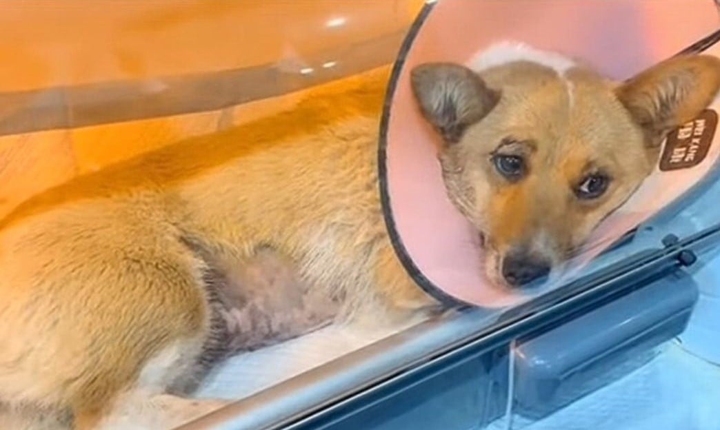 injured dog with neck collar