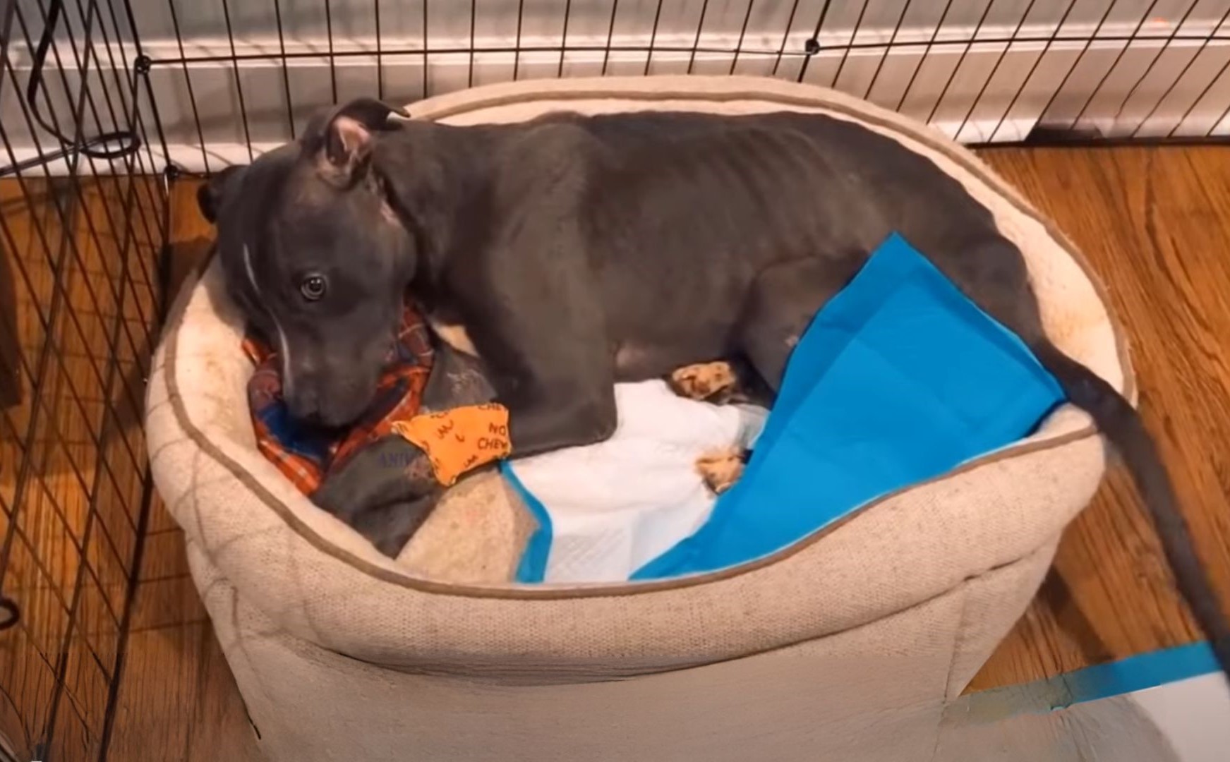 injured doggo in his bed