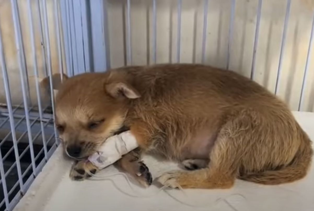 injured puppy lying