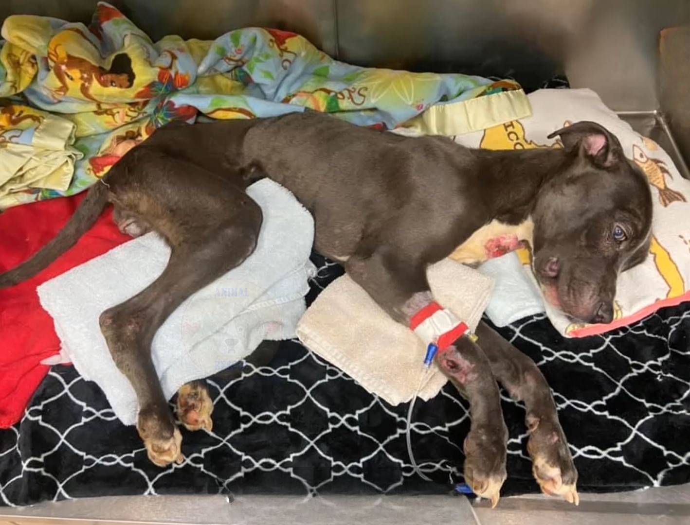 injured skinny dog lying in pain