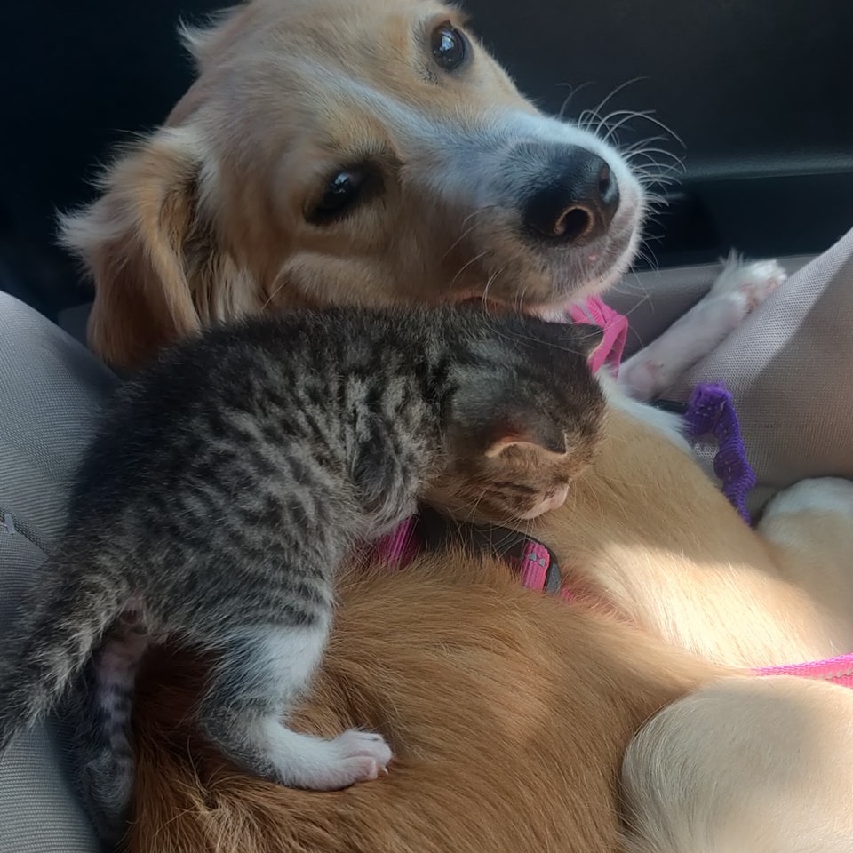 kitten on the dog