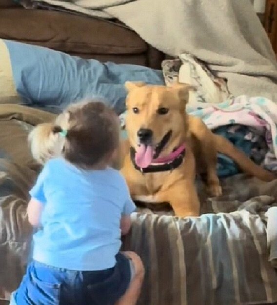 little girl playing with dog on the bed