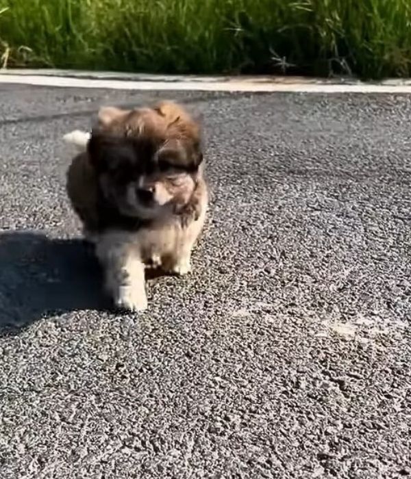 little puppy walking on the road