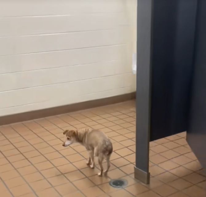 lost dog in the hallway