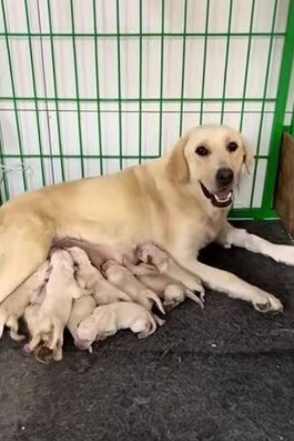 mama dog nursing puppies