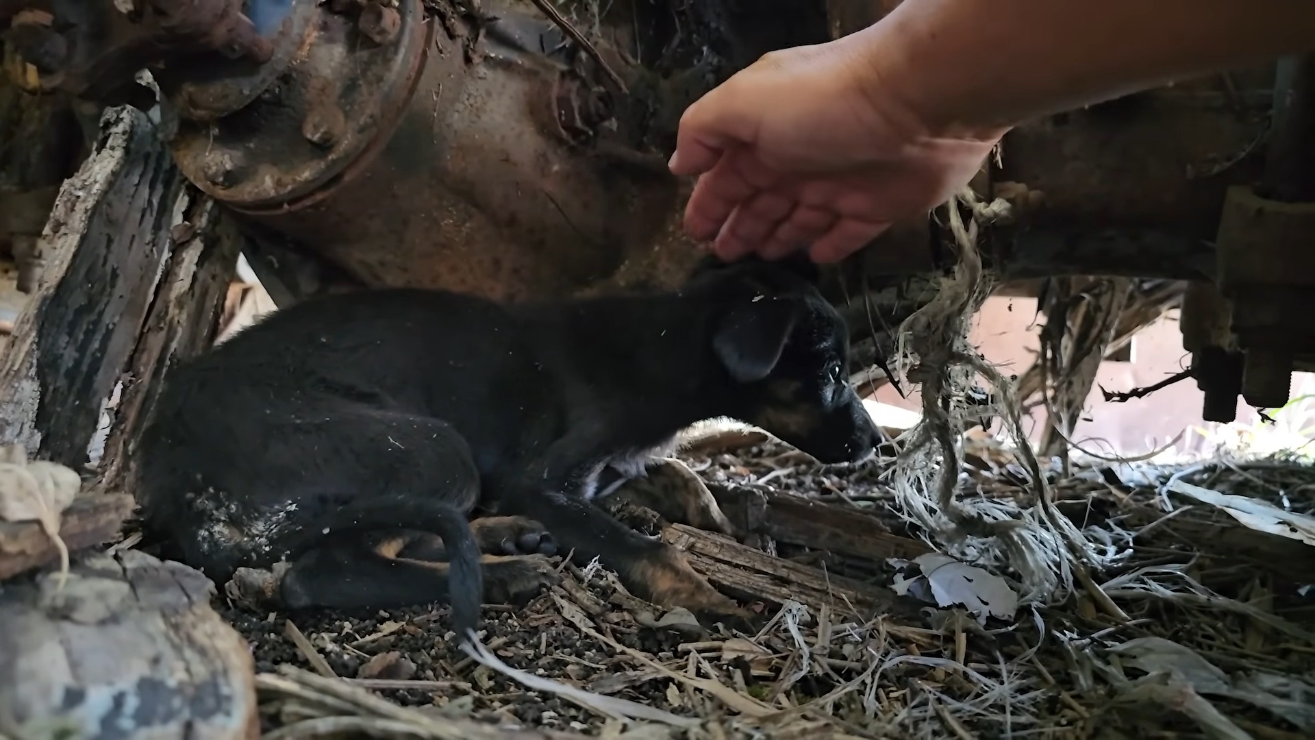 man getting puppy from the garbage