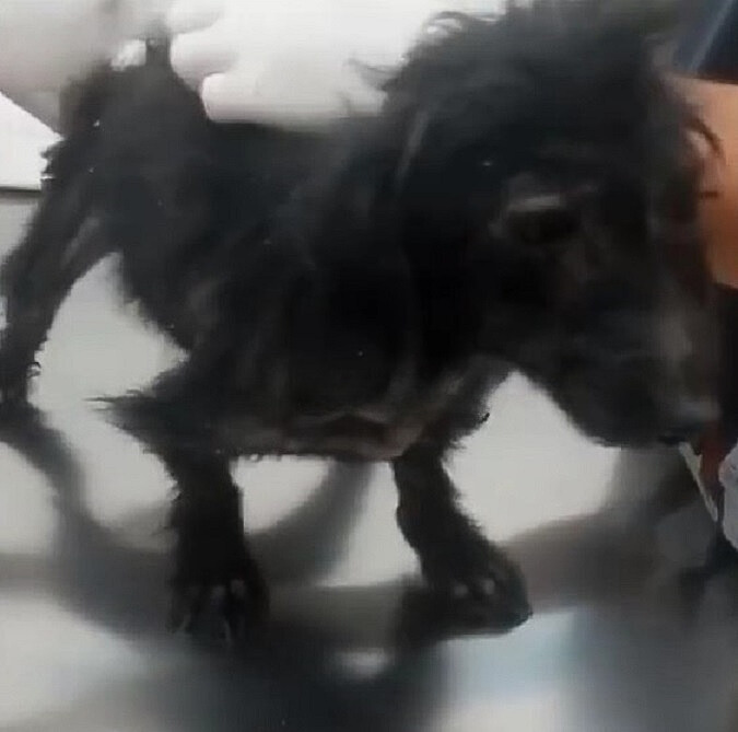 neglected black stray dog