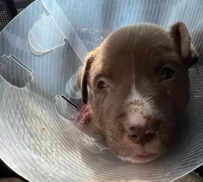 newborn puppy with collar