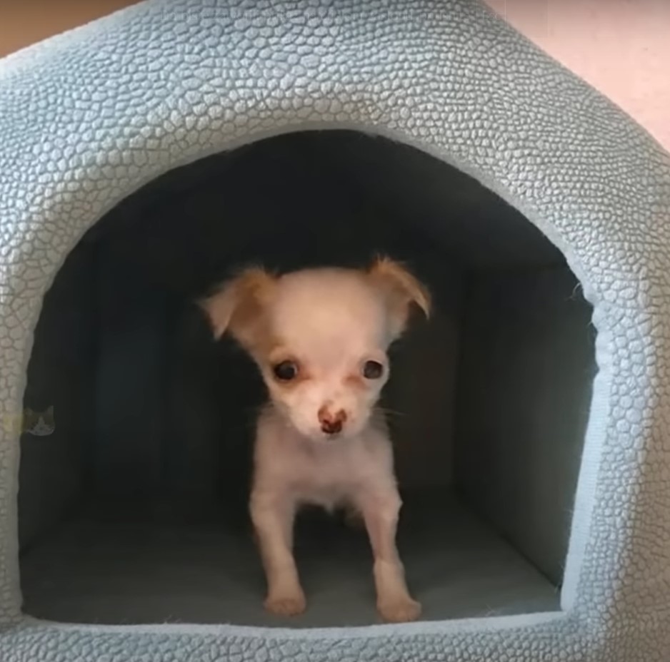 newly adopted white puppy