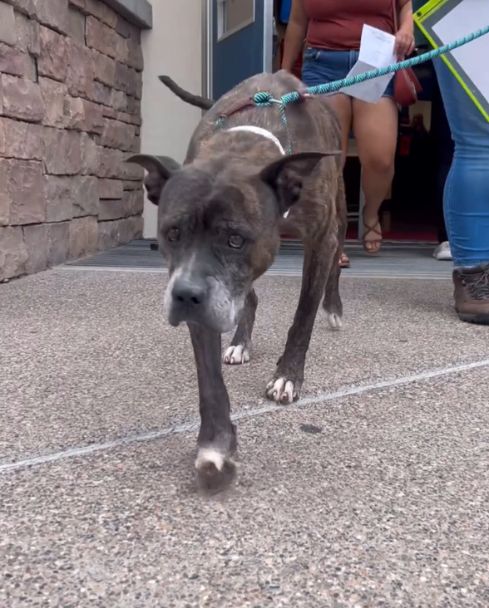 old black shelter dog