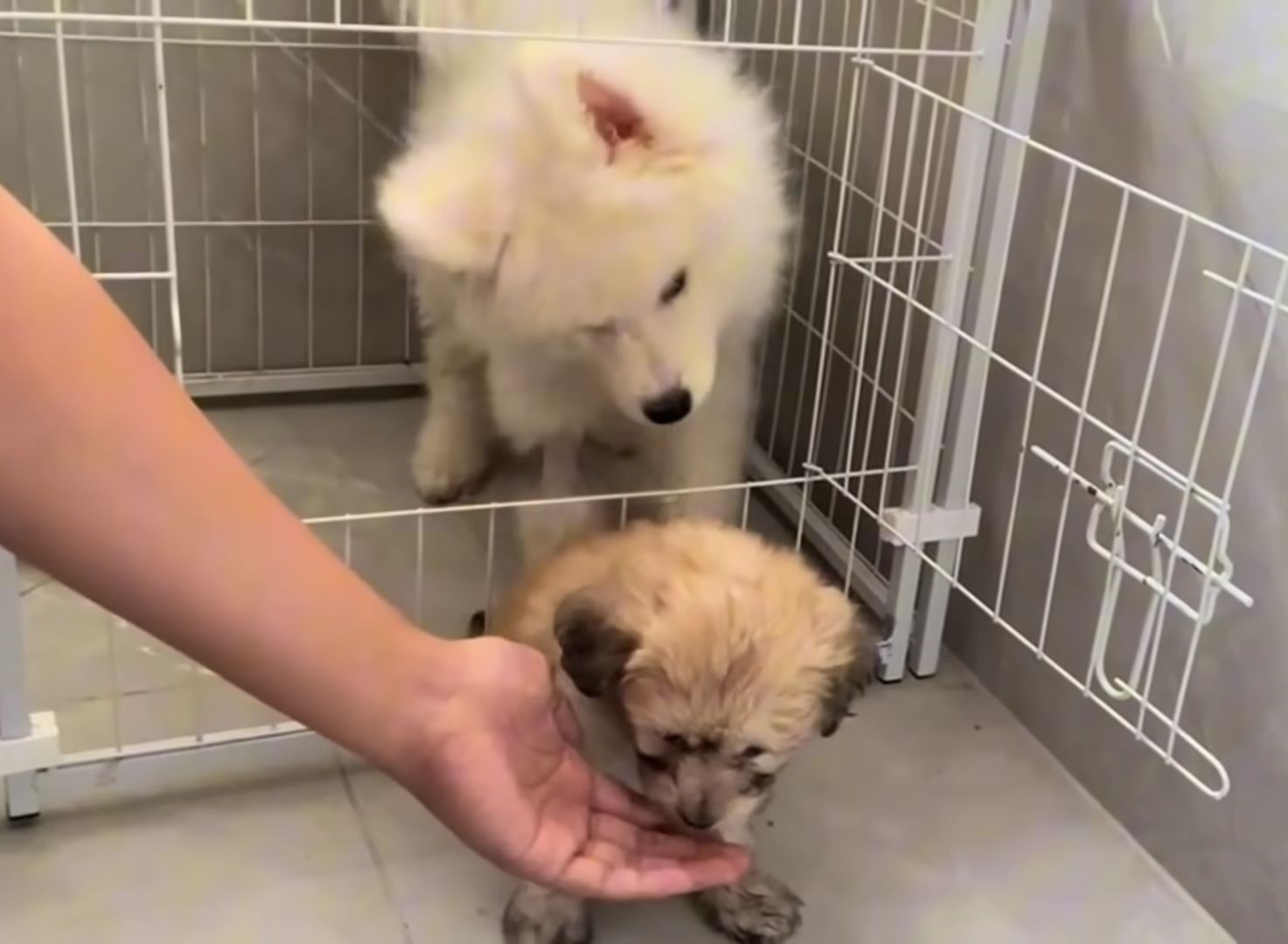 one dog in a cage, another in front sniffs the man's hand