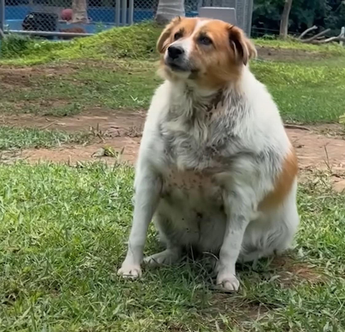 overweight dog sitting on grass