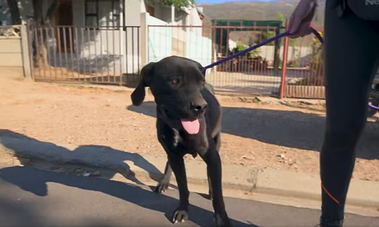 owner and black dog on road